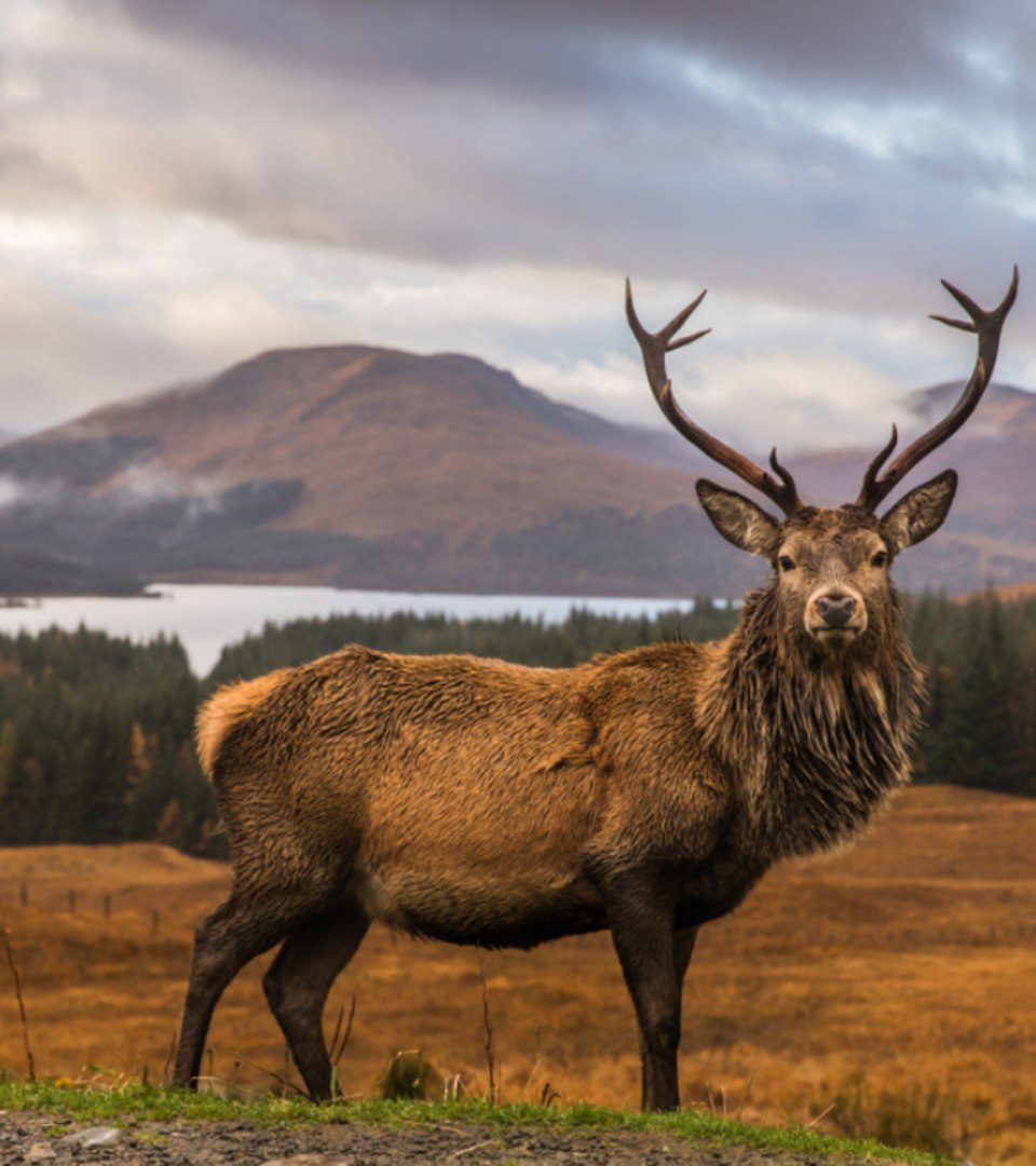 A Highland stag with autumnal highlands in the background