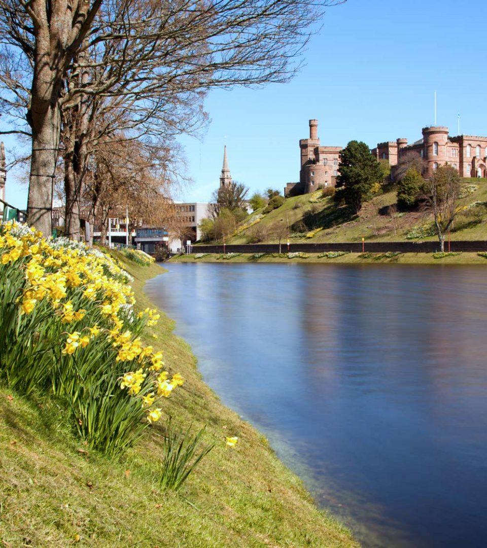 Daffodils on the banks of the River Ness