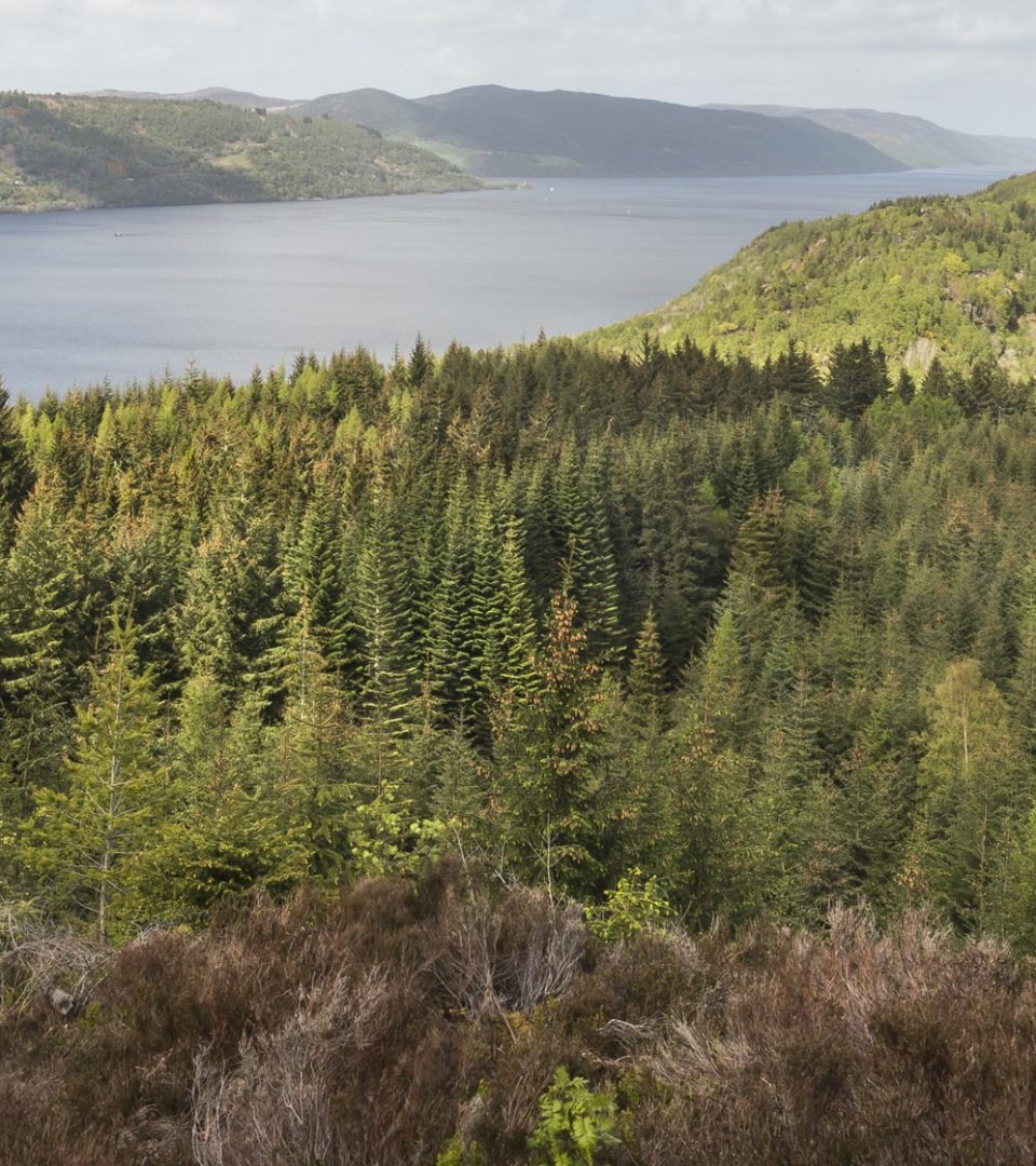 Farigaig Woods with Loch Ness behind