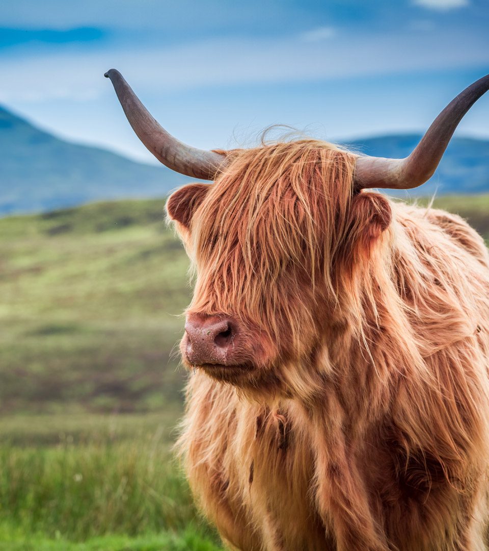 Highland Cow on the Isle of Skye