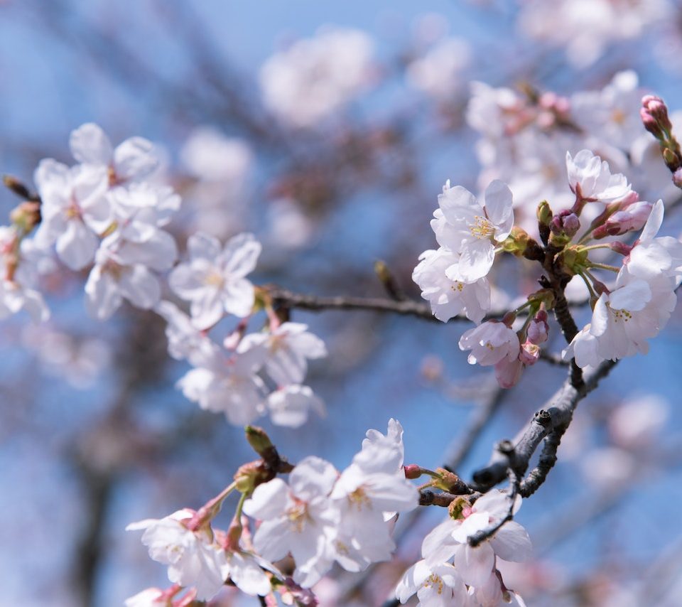 Blossom in the Highlands as Spring approaches