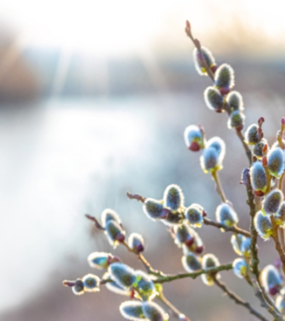 A close up of a willow tree brance in the winter sunshine