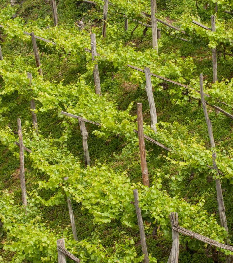 Alpine Wine vineyards in rows