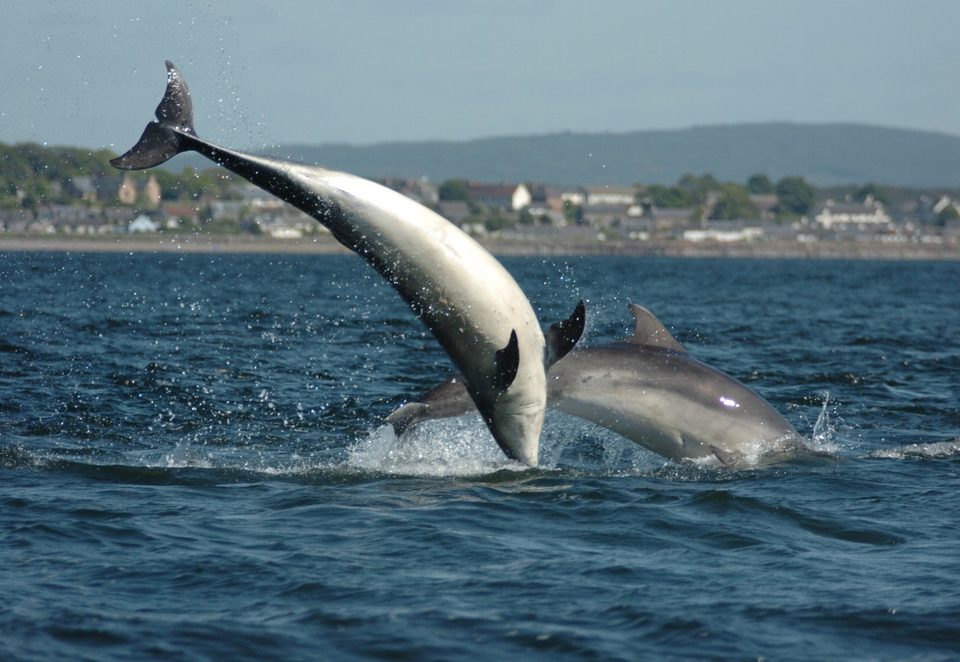 Walk Scottish bottlenose dolphins jumping out the sea