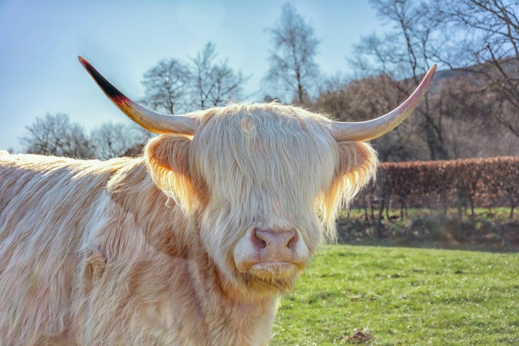 A white Highland cow in Scotland