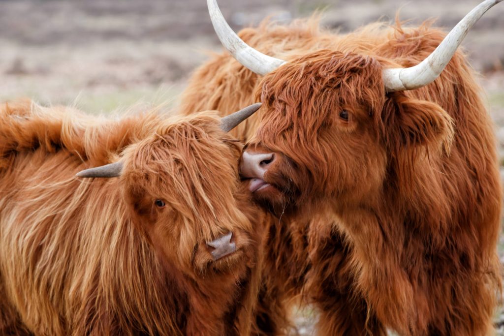 A ginger Highland cow and its calf