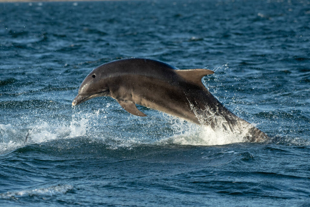 Bottlenose dolphin leaping from the water